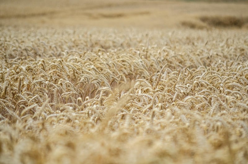 Fantasy Harvests