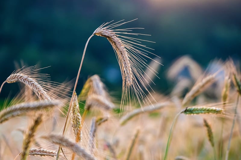 Magic Crops